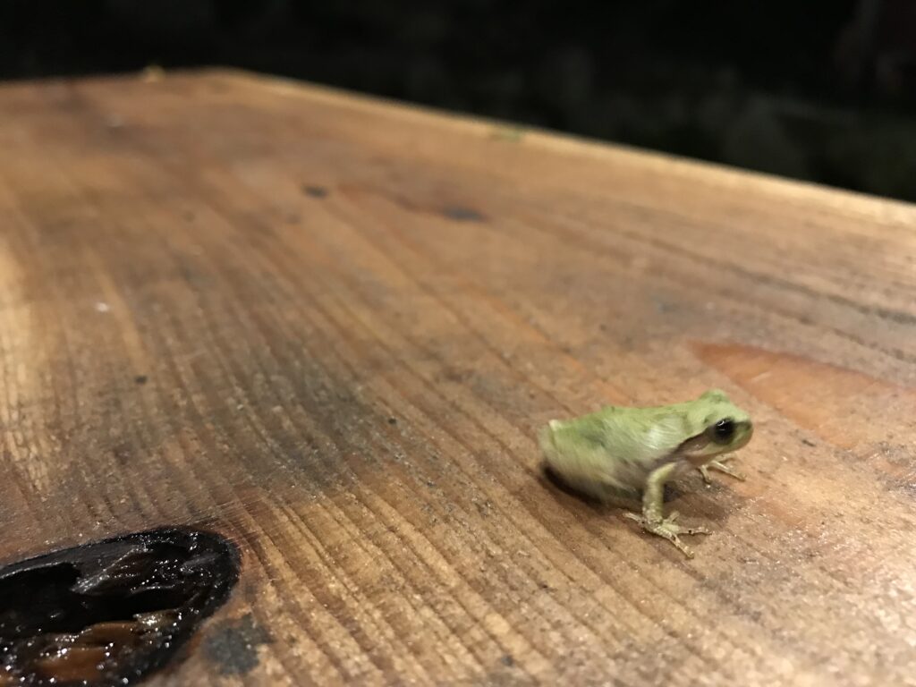 frog