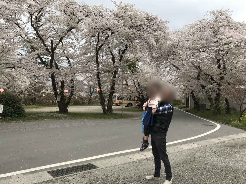 cherry blossoms