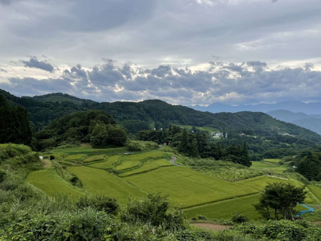 terraced paddy field