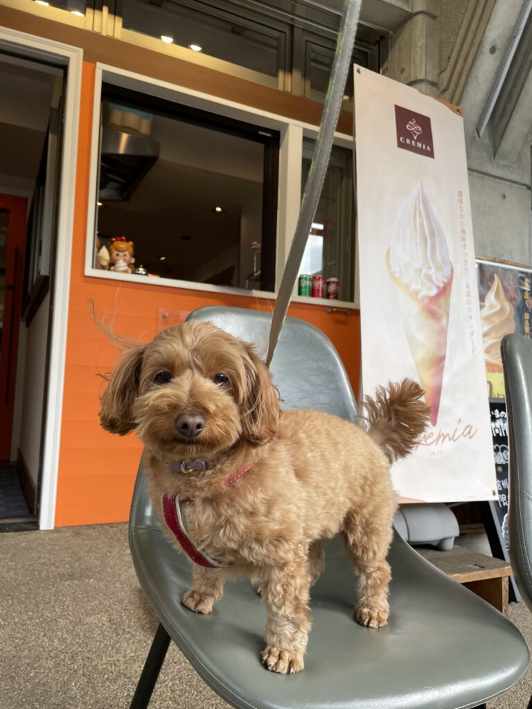 dog